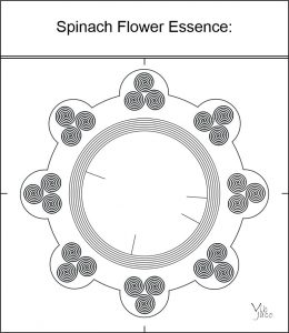 Spinach Flower Essence